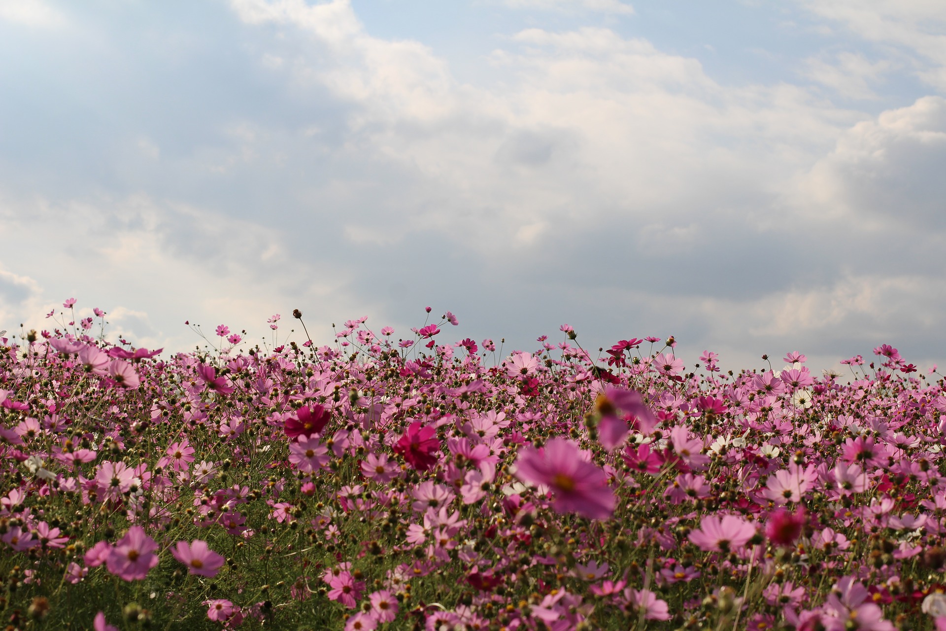 A field of pink cosmos flowers and cloudy skies